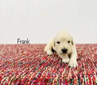 AKC Frank, a male English Cream Golden Retriever for sale in Troy, MO – Photo 1 of 3