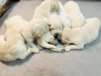 AKC Frank, a male English Cream Golden Retriever for sale in Troy, MO – Photo 2 of 3