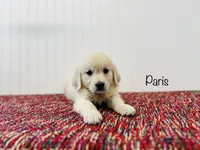 AKC Paris, a female English Cream Golden Retriever for sale in Troy, MO – 2 of 3