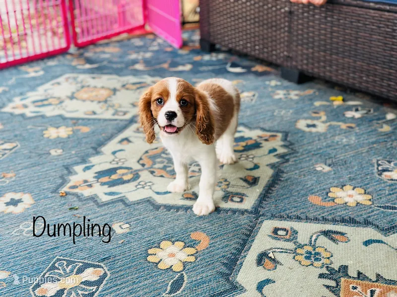 Dumpling  – Cavalier King Charles Spaniel puppy for sale in Troy, MO