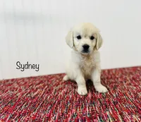 AKC Sydney , a female English Cream Golden Retriever for sale in Troy, MO – 2 of 4