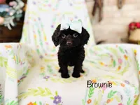 Brownie, a female Cockapoo for sale in Troy, MO – Photo 2 of 2