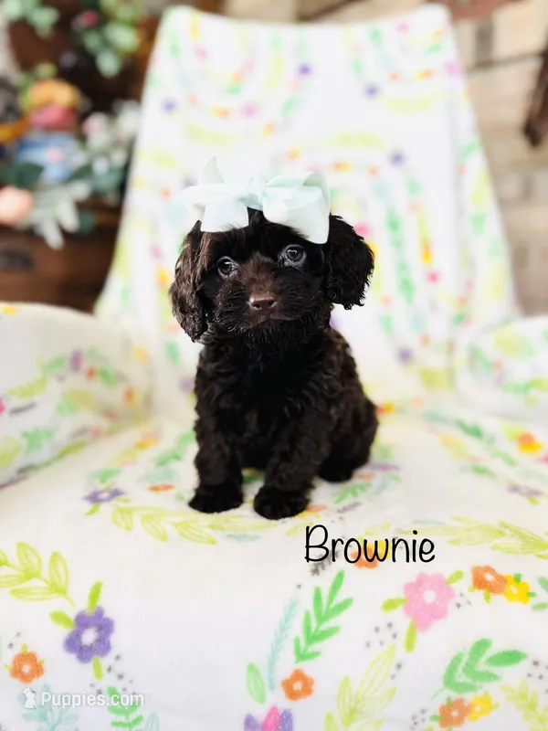 Brownie – Cockapoo puppy for sale in Troy, MO