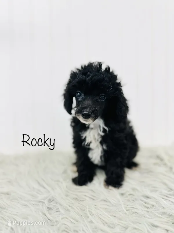 Rocky – Poodle - Toy  puppy for sale in Troy, MO