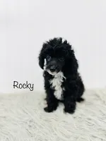 Rocky, a male Poodle - Toy  for sale in Troy, MO – 1 of 3