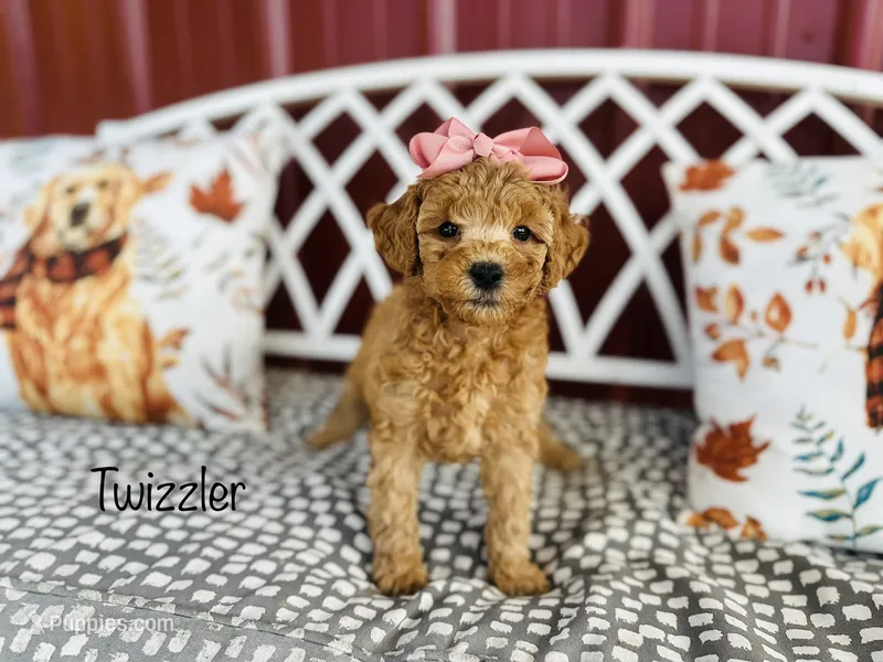 F1B Twizzler – Cockapoo puppy for sale in Troy, MO