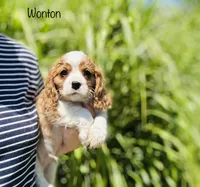 Wonton , a male Cavalier King Charles Spaniel for sale in Troy, MO – 2 of 6
