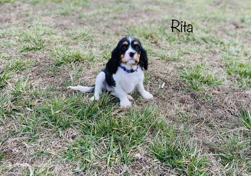 Rita