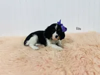 Rita, a female Cavalier King Charles Spaniel for sale in Troy, MO – Photo 3 of 3