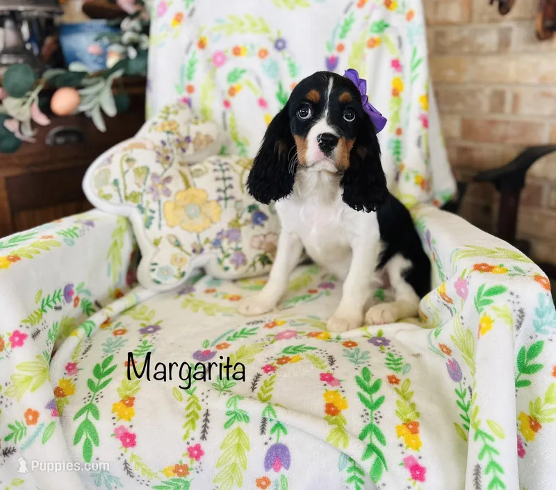 Rita – Cavalier King Charles Spaniel puppy for sale in Troy, MO