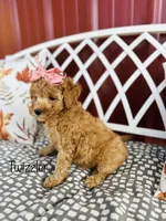 F1B Twizzler, a female Cockapoo for sale in Troy, MO – 2 of 2