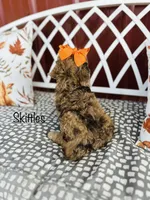 F1B Skittles, a female Cockapoo for sale in Troy, MO – 2 of 3