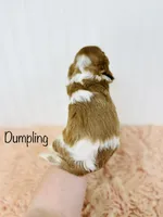 Dumpling , a female Cavalier King Charles Spaniel for sale in Troy, MO – 7 of 7