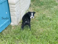 AKC Sushi, a male Boston Terrier for sale in Troy, MO – 3 of 6