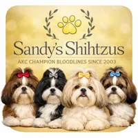 AKC Darling, a female Shih Tzu for sale in Troy, MO – 4 of 4