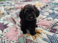 F1B Reed, a male Cockapoo for sale in Troy, MO – 2 of 3