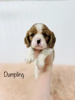 Dumpling , a female Cavalier King Charles Spaniel for sale in Troy, MO – 6 of 7