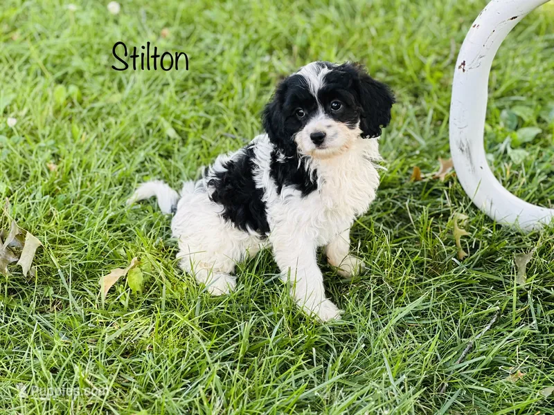 Stilton  – Cavapoo puppy for sale in Troy, MO