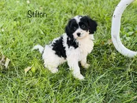 Stilton , a male Cavapoo for sale in Troy, MO – 1 of 5