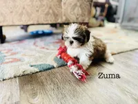 AKC Zuma, a female Shih Tzu for sale in Troy, MO – 2 of 4
