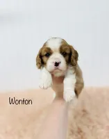 Wonton , a male Cavalier King Charles Spaniel for sale in Troy, MO – 5 of 6