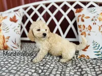 F1B Marshmallow , a male Cockapoo for sale in Troy, MO – 3 of 3