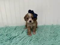 Ruby , a female Cavapoo for sale in Troy, MO – 3 of 4