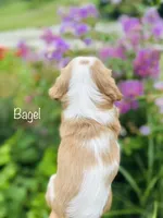 AKC Bagel, a male Cavalier King Charles Spaniel for sale in Troy, MO – 3 of 3