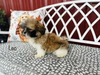 AKC Leo, a male Shih Tzu for sale in Troy, MO – 3 of 4