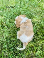 Wonton , a male Cavalier King Charles Spaniel for sale in Troy, MO – 4 of 6