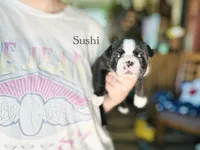 AKC Sushi, a male Boston Terrier for sale in Troy, MO – 6 of 6