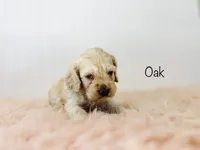 F1B Oak, a male Cockapoo for sale in Troy, MO – 3 of 3