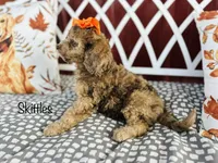 F1B Skittles, a female Cockapoo for sale in Troy, MO – 3 of 3