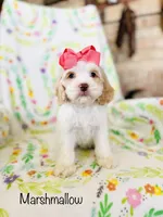 Marshmallow , a female Cockapoo for sale in Troy, MO – Photo 1 of 2