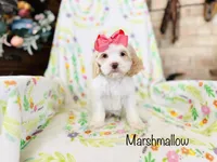 Marshmallow , a female Cockapoo for sale in Troy, MO – Photo 2 of 2