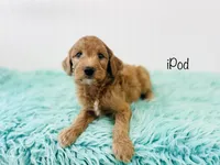 F1B iPod , a male Irish Doodle for sale in Troy, MO – 2 of 2