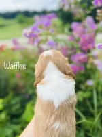AKC Waffles , a male Cavalier King Charles Spaniel for sale in Troy, MO – 3 of 3