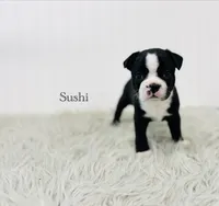 AKC Sushi, a male Boston Terrier for sale in Troy, MO – 5 of 6
