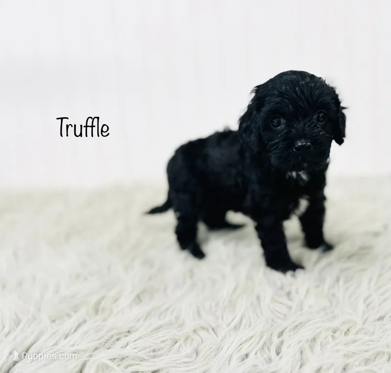 Truffle  – Cavapoo puppy for sale in Troy, MO