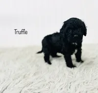 Truffle , a male Cavapoo for sale in Troy, MO – 1 of 2
