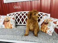 F1B Glitch, a male Irish Doodle for sale in Troy, MO – 2 of 7