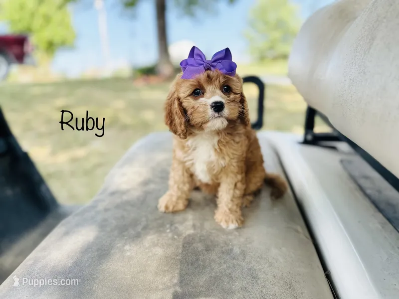 Ruby  – Cavapoo puppy for sale in Troy, MO