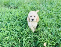 F1B Forrest, a male Cockapoo for sale in Troy, MO – 2 of 2