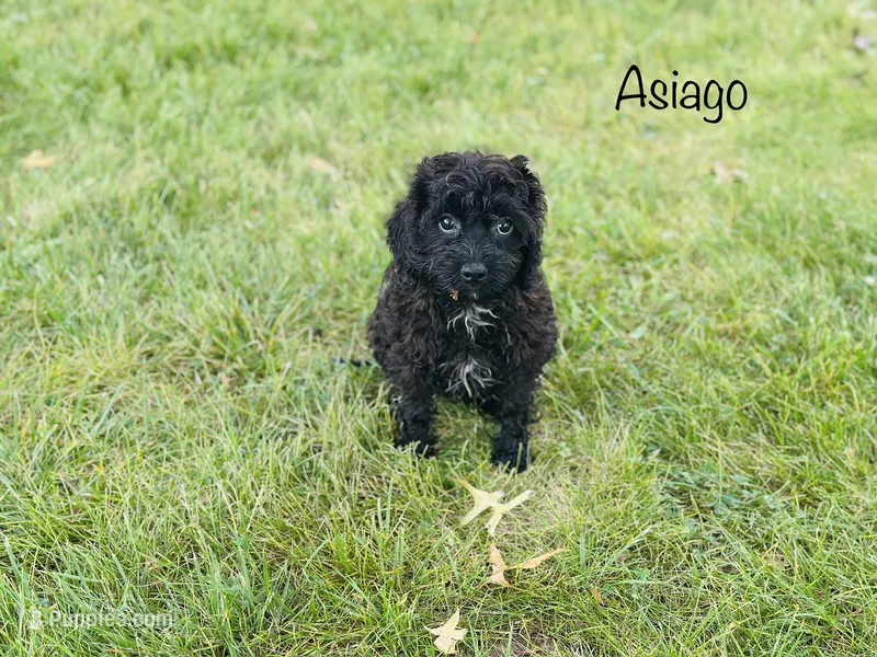 Asiago , a male Cavapoo for sale in Troy, MO – 1 of 7