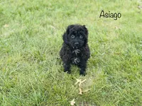 Asiago , a male Cavapoo for sale in Troy, MO – 1 of 7