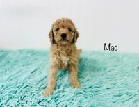 F1B Mac, a male Irish Doodle for sale in Troy, MO – 2 of 4