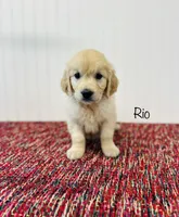 AKC Rio, a male Golden Retriever for sale in Troy, MO – 2 of 4