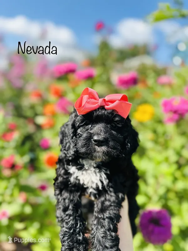 Nevada  – Cockapoo puppy for sale in Troy, MO
