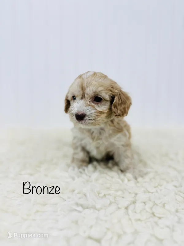 Bronze, a female Cockapoo for sale in Troy, MO – Photo 1 of 3