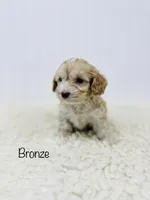 Bronze, a female Cockapoo for sale in Troy, MO – Photo 1 of 3